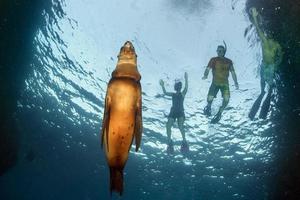 cachorro león marino bajo el agua mirándote foto