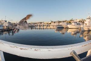 SAN DIEGO, USA - NOVEMBER 17, 2015 - fishing boat unloading tuna at sunrise photo