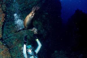 blonde woman playing with sea lion photo