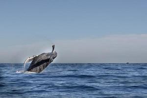 humpback whale breaching in cabo san lucas mexico photo