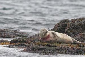 Harbor seal trapped portrait photo