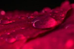 Water drops inside a flower photo