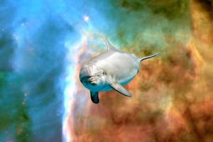 Dolphin in space universe background look at you photo