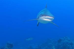 grey white shark jaws ready to attack coming to you photo