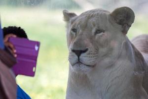 White female lion at the zoo photo