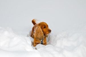 A dog in the deep white snow looking at right in christmas time photo