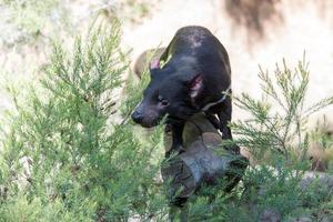 tasmania devil close up portrait photo