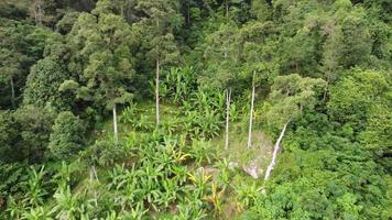 aérien mouche vers banane des arbres video