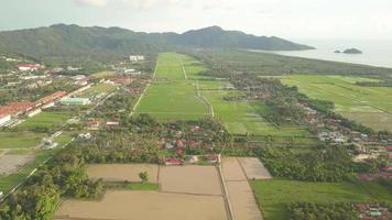 Aerial view vast paddy field video