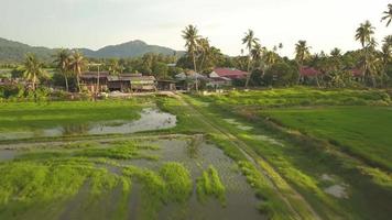 Aerial fly at green paddy farm near Malays village video