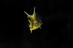 Horned Box fish close up portrait photo