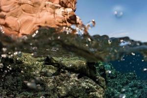 cachorro león marino bajo el agua mirándote foto