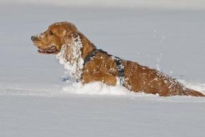 Puppy Dog while playing on the snow photo