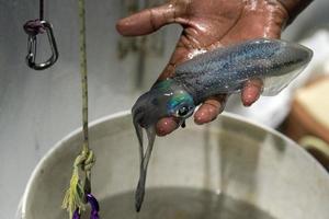 live Squid cuttlefish underwater at night photo