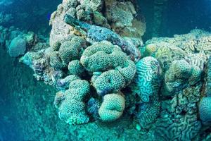 Corals and bottle outside umbria ship wreck in red sea photo