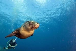 Puppy sea lion underwater looking at you photo