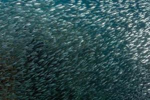 entrando dentro de un cardumen de sardinas bajo el agua foto