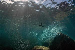 cormorant while fishing underwater in bait ball photo