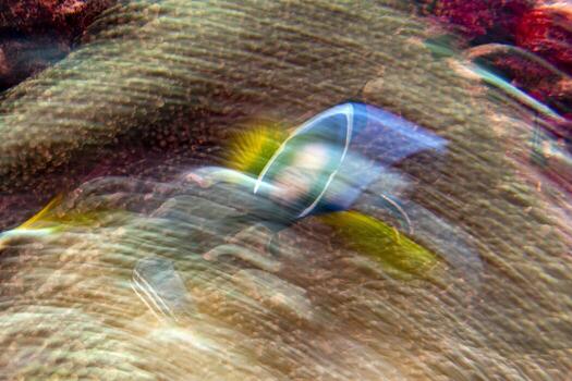 twist move effect Clown fish inside red anemone in Malduve photo