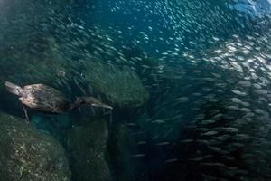 cormorant while fishing underwater in bait ball photo