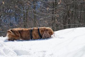 cachorro mientras juega en la nieve foto