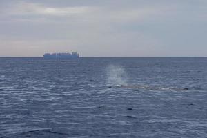 Sperm Whale at sunset in mediterranean photo