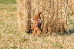 Dog puppy cocker spaniel jumping from wheat ball photo