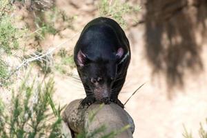 tasmania devil close up portrait photo