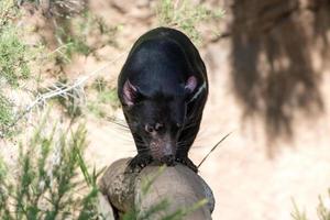 retrato de cerca del diablo de tasmania foto