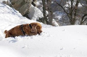 Puppy Dog while playing on the snow photo