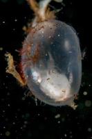 Baby newborn cuttlefish egg macro close up photo