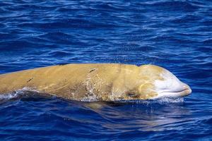 raro cuvier ganso ballena picuda delfín ziphius cavirostris foto