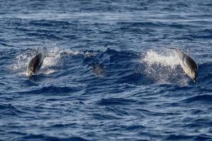 delfín rayado mientras salta en el mar azul profundo foto