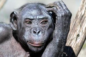 bonobo portrait female ape close up photo