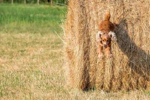 Dog puppy cocker spaniel jumping from wheat ball photo