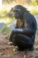 bonobo chimpanzee ape portrait close up photo