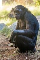 bonobo chimpancé simio retrato cerrar foto