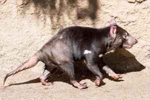 retrato de cerca del diablo de tasmania foto