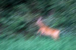 cave painting effect on fallow deer on green grass photo