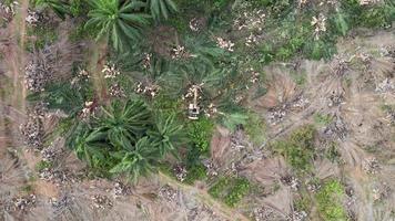 Aerial descending look down excavator cut oil palm tree