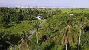 Aerial fly over coconut tree toward Malays kampung video