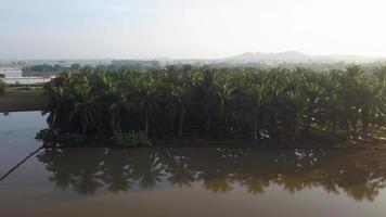 Aerial view oil palm reflection in water video