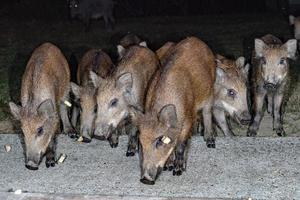 recién nacido perrito joven salvaje Jabali comiendo un pan a noche foto