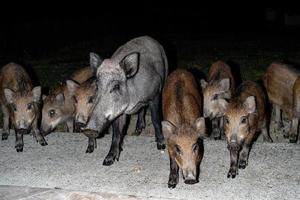 newborn puppy young wild boar eating bread at night photo