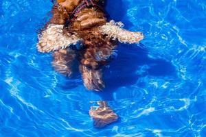 Puppy young dog English cocker spaniel the water photo