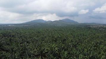 Antenne Aussicht Öl Palme Bauernhof in der Nähe von das Hügel video