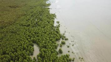 antenne top naar beneden visie mangrove bomen video