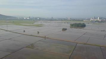 aéreo ver inundar arrozal campo video