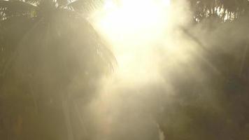 Sun ray and smoke at coconut tree plantation video