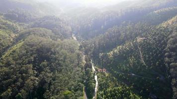 aérien vue plantation à colline dans Matin video